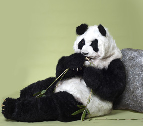GIANT CHINESE PANDA PERFORMER - CHINESE NEW YEAR ACTS TO HIRE