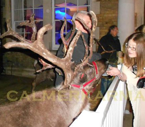 HIRE LIVE REINDEERS FOR YOUR XMAS EVENT UK