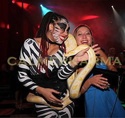 CIRCUS THEMED ENTERTAINMENT -UNIQUE ZEBRA THEMED SNAKE ACT MIX AND MINGLE OR STAGED CIRCUS ACT - UK